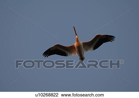 Stock Image - Bird flying in the sky. Fotosearch