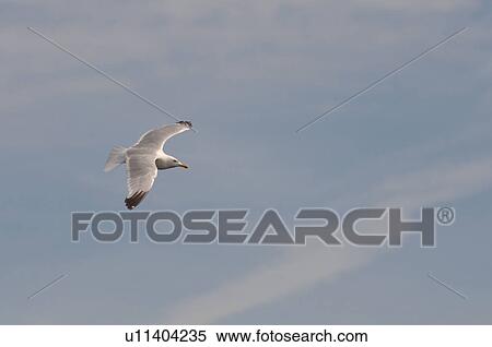 Stock Photography - Bird in Flight. Fotosearch