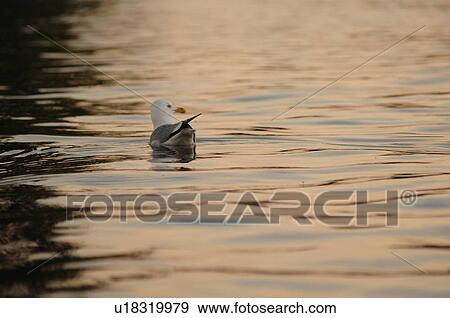 Bird on lake View Large Photo Image Stock Photo - Bird on lake. Fotosearch