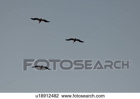 Stock Image - Birds flying in the sky. Fotosearch