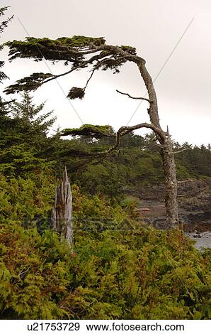 Broken Islands, Pacific Rim National Park, Vancouver Island, Canada View Large Photo Image Stock Photo - Broken Islands, Pacific Rim National Park, Vancouver Island, Canada. Fotosearch