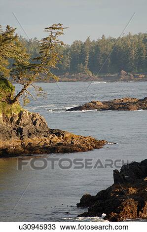Broken Islands, Pacific Rim NationalPark, Vancouver Island, Canada View Large Photo Image Stock Image - Broken Islands, Pacific Rim NationalPark, Vancouver Island, Canada. Fotosearch