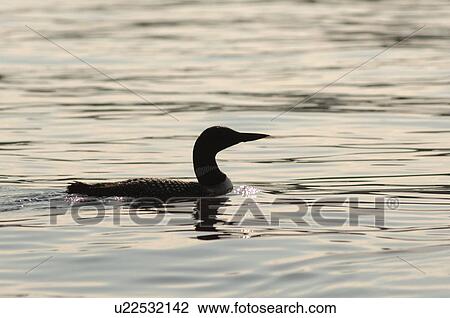Stock Image - Duck on the water at Lake of the Woods. Fotosearch