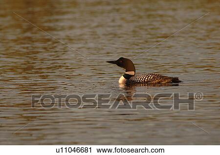 Duck on water at Lake of the Woods View Large Photo Image Stock Image - Duck on water at Lake of the Woods. Fotosearch