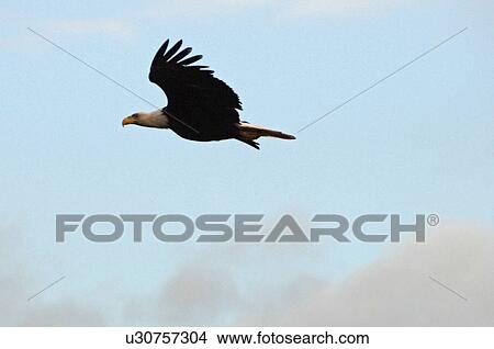 Eagle in flight, Pacific Rim National Park, Vancouver Island, Canada View Large Photo Image Picture - Eagle in flight, Pacific Rim National Park, Vancouver Island, Canada. Fotosearch