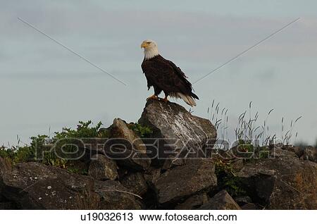Eagle perched on rock, Wild Pacific Trail, Vancouver Island, Canada View Large Photo Image Stock Image - Eagle perched on rock, Wild Pacific Trail, Vancouver Island, Canada. Fotosearch