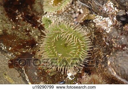 Stock Photo - Green Sea Anomone, Pacific Rim National Park, Vancouver Island, Canada. Fotosearch