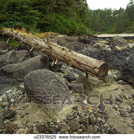 Stock Photography - Log and Rocks on beach, Pacific Rim Park, Vancouver Island, Canada. Fotosearch