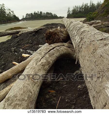 Stock Image - Logs and Rocks on beach, Pacific Rim National Park, Vancouver Island, Canada. Fotosearch