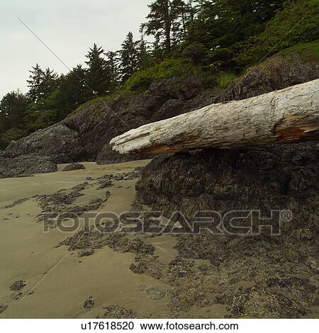 Logs and Rocks on beach, Pacific Rim National Park, Vancouver Island, Canada View Large Photo Image Stock Image - Logs and Rocks on beach, Pacific Rim National Park, Vancouver Island, Canada. Fotosearch