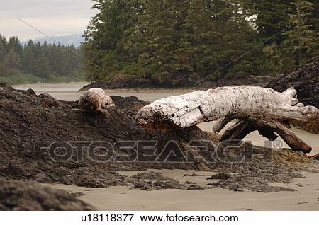 Stock Photo - Logs and Rocks on beach, Pacific Rim National Park, Vancouver Island, Canada. Fotosearch