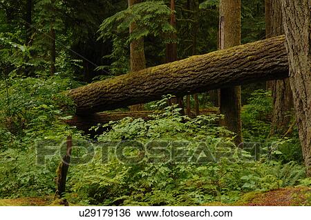 Stock Photograph - Logs and trees in forest, Cathedral Grove Trail, Vancouver Island, Canada. Fotosearch