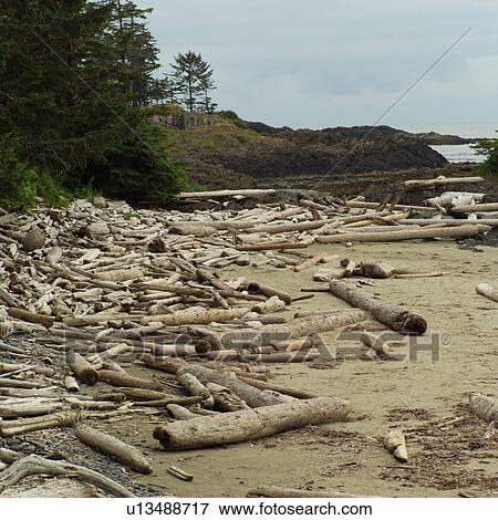 Logs on shoreline, Wickaninnish Beach Trail, Vancouver Island, Canada View Large Photo Image Stock Photo - Logs on shoreline, Wickaninnish Beach Trail, Vancouver Island, Canada. Fotosearch