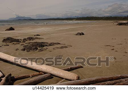 Stock Photo - Logs on shoreline, Wickaninnish Beach Trail, Vancouver Island, Canada. Fotosearch