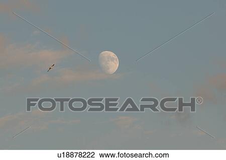 Stock Image - Moon in daylight sky. Fotosearch