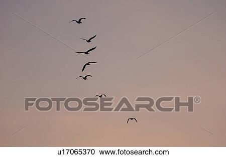 Pelicans View Large Photo Image Stock Image - Pelicans. Fotosearch