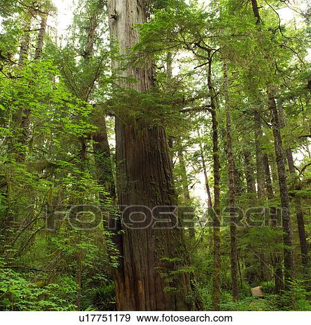 Rain Forest Trail, Pacific Rim National Park, Vancouver Island, Canada View Large Photo Image Stock Photo - Rain Forest Trail, Pacific Rim National Park, Vancouver Island, Canada. Fotosearch