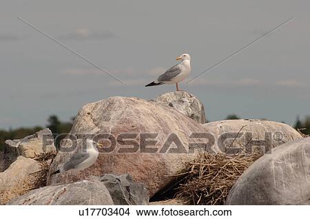 Seagulls standing on rocks View Large Photo Image Picture - Seagulls standing on rocks. Fotosearch