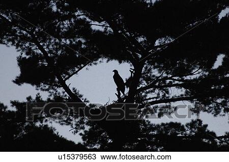 Stock Image - Silhouette of a tree against twilight sky. Fotosearch