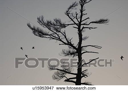 Stock Photo - Silhouette of tree and birds. Fotosearch