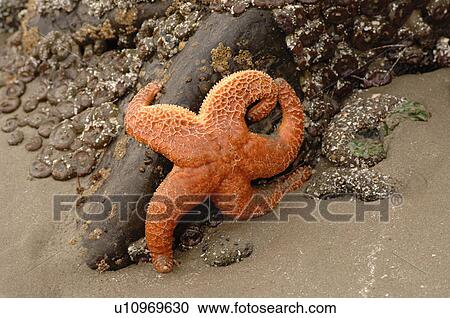 Stock Image - Starfish on side of a rock, Pacific Rim National Park, Vancouver Island, Canada. Fotosearch