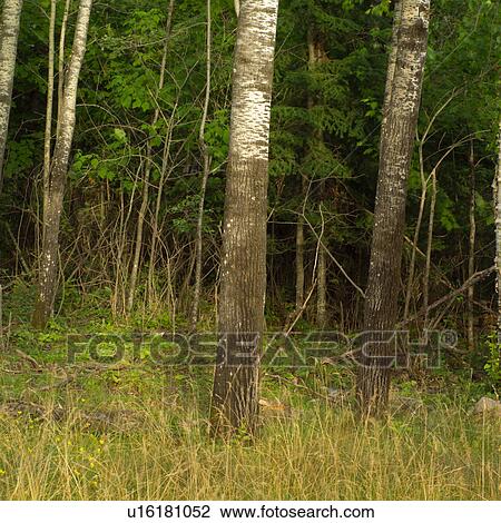 Trees at edge of forest View Large Photo Image Stock Image - Trees at edge of forest. Fotosearch