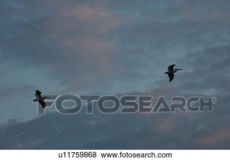 Two Birds Flying View Large Photo Image Stock Photo - Two Birds Flying. Fotosearch