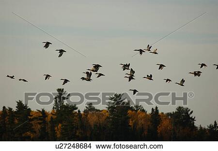 Picture - Waterfowl in Flight over Treetops. Fotosearch