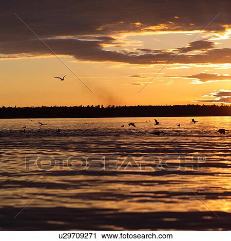 Stock Image - A flock of birds flying into the sunset over Lake of the woods, Ontario, Canada. Fotosearch