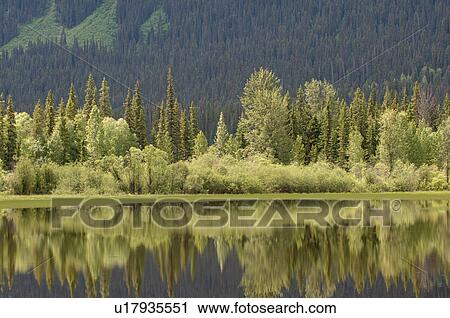 Stock Image - Reflection in Lake, Robson Provincial Park, Canada. Fotosearch