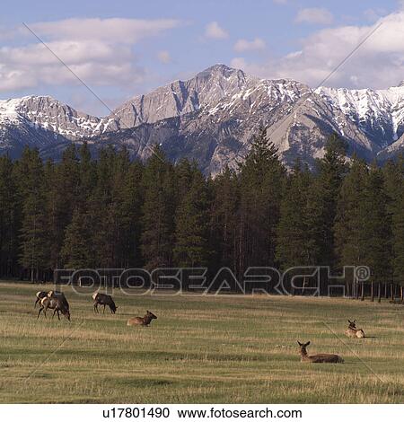 Elk grazing on a field in the Rocky Mountains View Large Photo Image Stock Image - Elk grazing on a field in the Rocky Mountains. Fotosearch