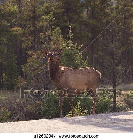 Elk in Jasper Alberta View Large Photo Image Stock Photo - Elk in Jasper Alberta. Fotosearch