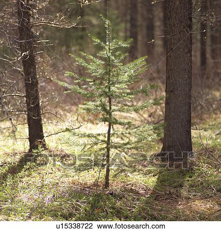 Stock Image - Evergreen in forest. Fotosearch