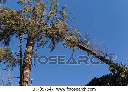 Stock Photo - Falling tree in Stanley Park. Fotosearch