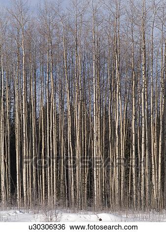 Stock Photograph - Forest in winter in Northern Alberta. Fotosearch