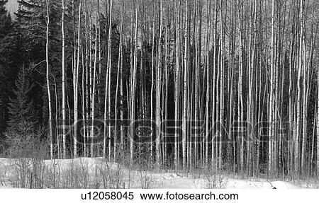 Stock Photography - Forest in winter in Northern Alberta. Fotosearch