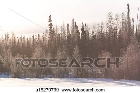 Stock Photo - Frost covered trees. Fotosearch