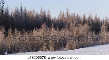 Stock Photo - Frost covered trees. Fotosearch