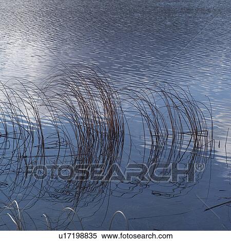 Grass growing in the water View Large Photo Image Stock Photography - Grass growing in the water. Fotosearch