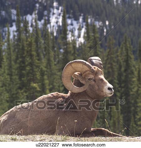 Mountain Sheep in Rocky Mountains View Large Photo Image Stock Photo - Mountain Sheep in Rocky Mountains. Fotosearch
