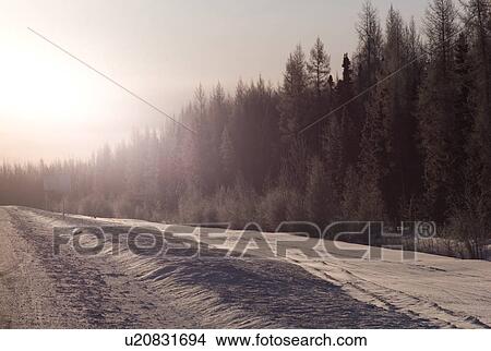 Picture - Snowscape and trees. Fotosearch