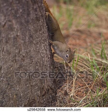 Squirrel on a tree View Large Photo Image Stock Photo - Squirrel on a tree. Fotosearch