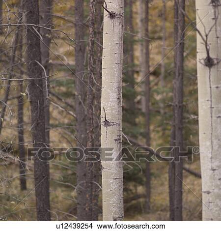 Picture - Tree trunks in a forest. Fotosearch
