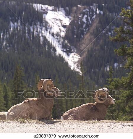 Two Mountain sheep in the Canadian Rockies View Large Photo Image Stock Photo - Two Mountain sheep in the Canadian Rockies. Fotosearch