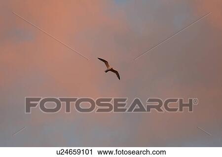 Bird flying in the sky View Large Photo Image Stock Image - Bird flying in the sky. Fotosearch