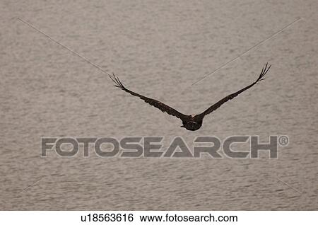 Stock Photograph - Bird in flight over ocean, Pacific Rim National Park, Vancouver Island, Canada. Fotosearch