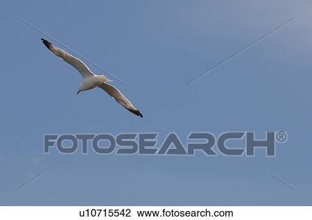 Stock Image - Bird in Flight. Fotosearch