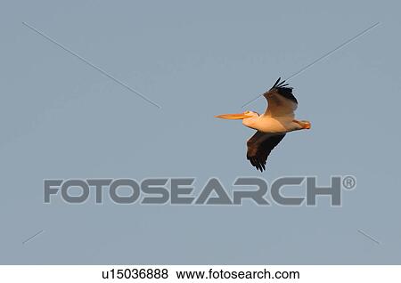 Bird in Flight View Large Photo Image Stock Photo - Bird in Flight. Fotosearch
