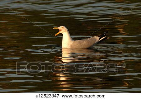 Bird on lake View Large Photo Image Stock Photo - Bird on lake. Fotosearch
