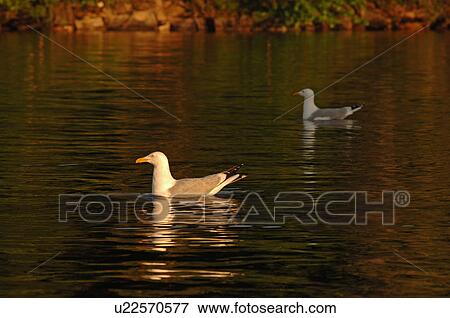 Bird on lake View Large Photo Image Stock Photo - Bird on lake. Fotosearch